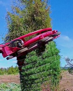 8.5M views · 56K reactions | Tree digging season!  | Creative Bee | Facebook