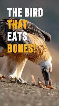 “The Bird That Eats Bones!” #amazinganimals #animalfacts
