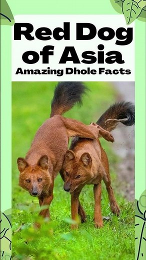 Dhole – The Wild Red Dog of Asia 🐺🔥 | Amazing #Facts #animals #Dhole #shorts