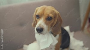 Little dog feeling guilty after play with tissue in living room. Dog wrapped in white toilet paper. Small guilty dog with funny face.