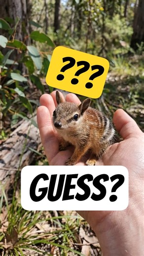 Meet the Baby Numbat 🌍 #Animalia360 #wildlife #australia #cuteanimals