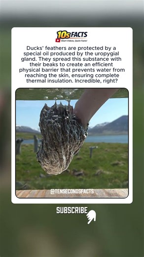 Why Ducks NEVER Get Wet #curiosity