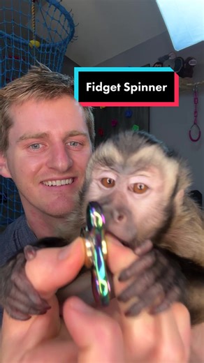 Georgie Boy the Monkey on TikTok