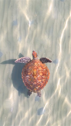 The most beautiful shell that exists. I was in love with this Green Turtle’s shell today. | Ocean Earth Studios