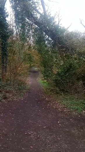 🌿 Nature Walk | Part 6 – A Closer Look at the Stream (No Music)