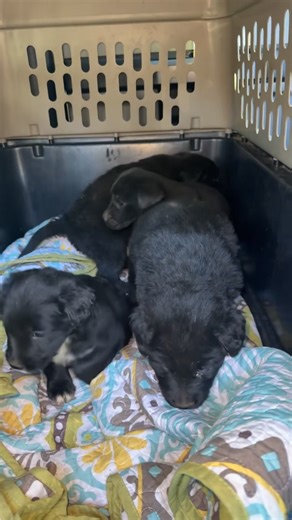 The lab babies🖤🤍. We know mom is full lab but pups look like they may have some spaniel in them. 🖤🤍 | Heartland Rescue Ranch