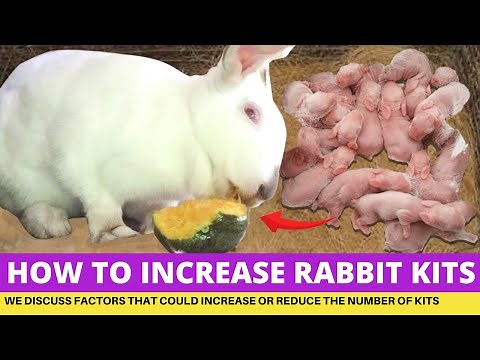 Rabbit Farming; How To Increase Number of Kits Or Baby Rabbits