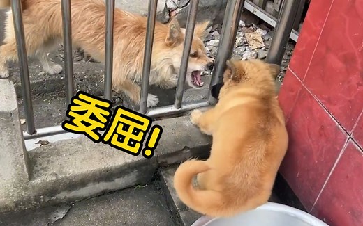 社牛小狗脾气太好了，被狗凶也不在乎，还是太年轻了！