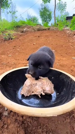 so funny video for you 😅😅😅🌹🌹🤣😂🤣😂😂😂😄😄 shortfunny shortfunny #funny #shortfunny