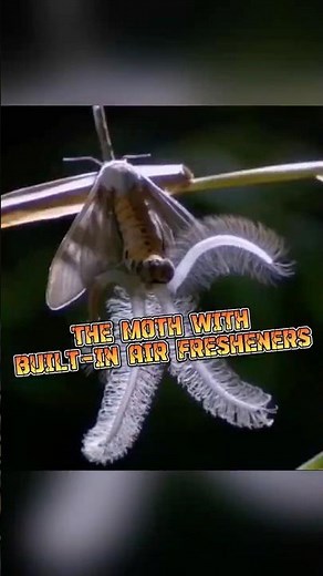 Creatonotos Gangis | The Moth with Crazy Inflatable Arms #animalenigmas