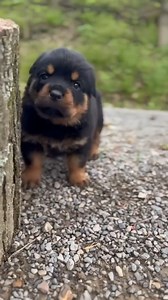 Cute little ball ❤ #rottweiler #reelschallenge #rottweilerpuppy #rottie #doglover | I Love Rottweilers