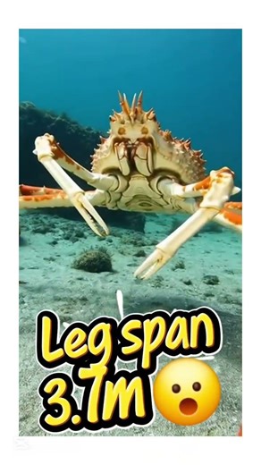The largest crab on Earth… and its legs look unreal 😳🦀 #japanesespidercrab #giantcrab #deepsea