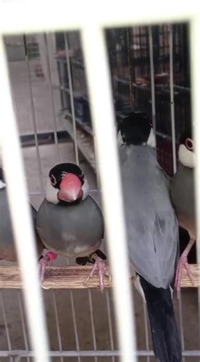 white Java breeder jode#birds #shortvideo