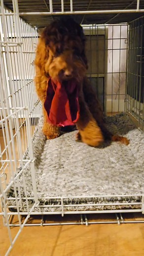 Knickers!!! It laundry day yipee! So mam put the weshing in the machine then came back upstairs & went in the shower, she could hear this thunder noise...it was me running up & down the stairs with mams dropped knickers 🤣🤣I do love it when she drops her knickers 🤣🤣dirty ones as well🤣Wednesday let's do this ! We got this well we got durty pants🤣🤣 | Cockapoo called Teddy