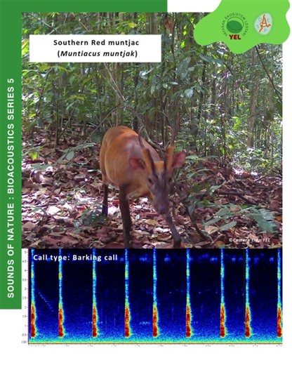 SOCP on Instagram: "Meet the Muntjac (Muntiacus muntjac) — also known as the barking deer! Their sharp calls sound like a dog’s bark, but it’s actually a way to warn others of danger or communicate during the breeding season. Using bioacoustics, we can detect and study these unique sounds, helping us understand their activity and behavior even deep in the forest. #Bioacoustics #RavenPro #PassiveAcousticMonitoring #LeuserEcosystem #ConservationInAction #WildlifeConservation #PAM"