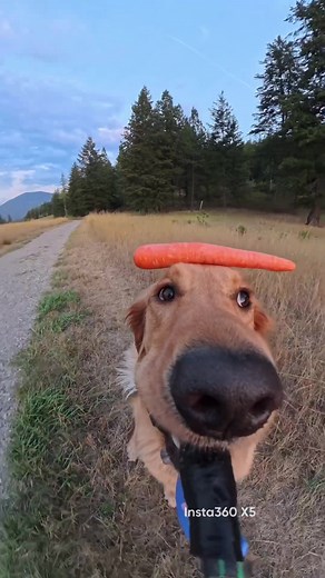 Funny Dogs Showcase on Insta360: A Must-See