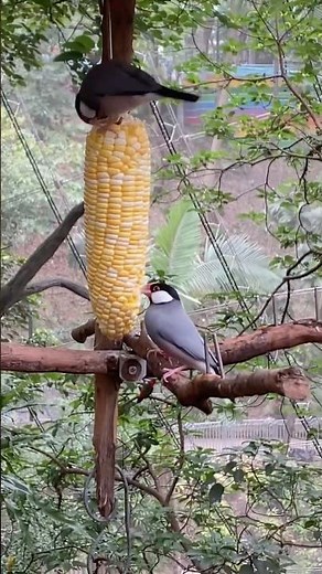 [鳥類 Bird] (ブンチョウ Java Sparrow - 02 ) #nature #birds #wildlife #zoo #cute #javasparrow