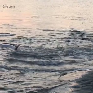 331K views · 3.2K reactions | ...wait for it....what a sight! Amazing video of dolphins strand feeding at the Folly Beach lighthouse early Wednesday morning. Strand feeding is when several dolphins "herd" a school of fish onto a sandbar in order to feed. READ MORE: https://bit.ly/2vZns7B | WCIV | ABC News 4 | Facebook