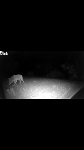 Quail cam after dark - Rude Coyote #arizona #riverlife #desertlife