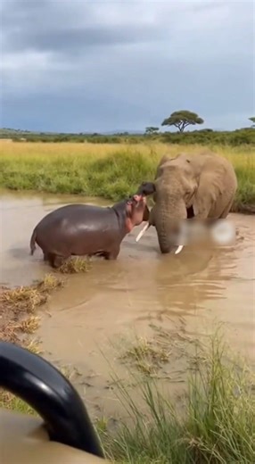 Hippopotamus vs Elephant in a Shocking Survival Encounter 🦛🐘 #HippoVsElephant #WildlifeDrama