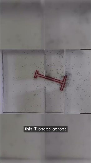 Ants' Brilliant Maneuver