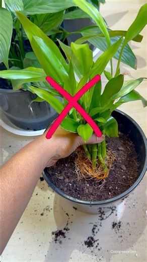 Don't Kill Ur Lucky Bamboo 😱 Pot from Water RIGHT!
