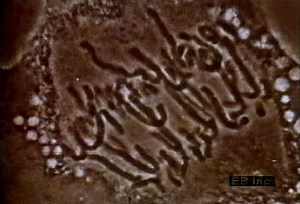 Plant cell mitosis, nucleus, and chromosomes | Britannica