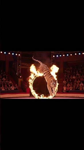 Tiger Jumps Through a Ring of Fire 🐅 🔥