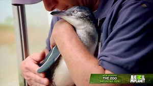55K views · 1.2K reactions | Meet JP, one of the newest additions to the Bronx Zoo! | Animal Planet | Facebook