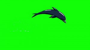Dolphin Jump Out Of Water Front View Stock Motion Graphics SBV-315363298 - Storyblocks