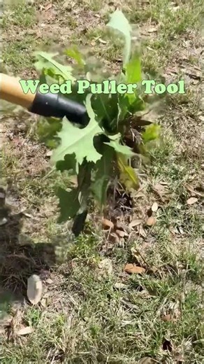 Gearova Heavy-Duty Stand Up Weed Puller Tool