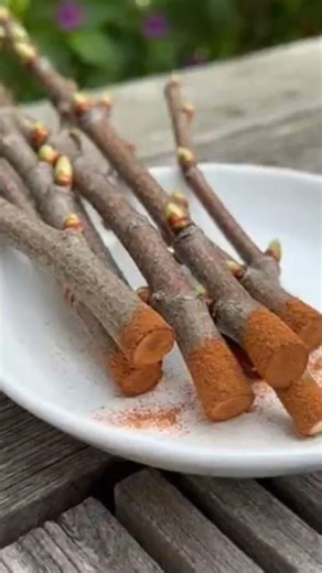 How to root cherry cuttings at home