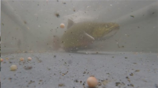 Randolph Fish Hatchery welcomes its next stock