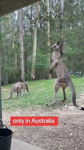 The Biggest and Strongest Kangaroo: A Wild Encounter