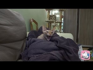 Sphynx cat Casper is terribly hissing and growling