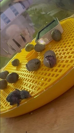 Button Quail Hatching