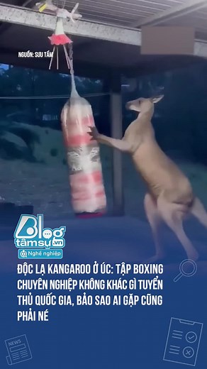 Kangaroo Úc Tập Boxing: Độc Lạ và Hài Hước