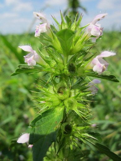 How to Grow Horehound (Beginner's Care Guide) - Gardenisms