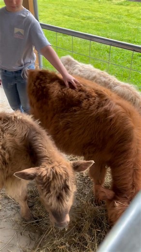 9.5K views · 168 reactions | The Highland Cows are "Under Cover,"....literally! Come and see them until 3pm today at Crown! Totally Free! Enjoy a milkshake or ice cream cone afterwards!!!! | Crown Decor & Gifts | Facebook