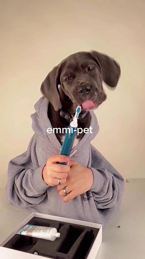 Juhuuu 🥳 meine neue emmi-pet ist da 🪥🐶 #emmipet #damitputzig #dog #doglovers #health #petcare #toothbrush #fresh #pets #animals #puppy #funny #smile #babydog #happydog #fy #foryou #foryoupage #fyp #fypシ