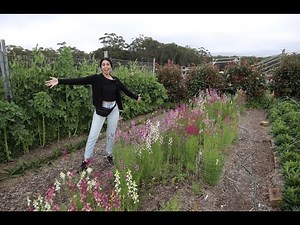 How far down the stem do I cut Ranunculus? : Deadheading : Vase Arrangement : Cut Flower Farm