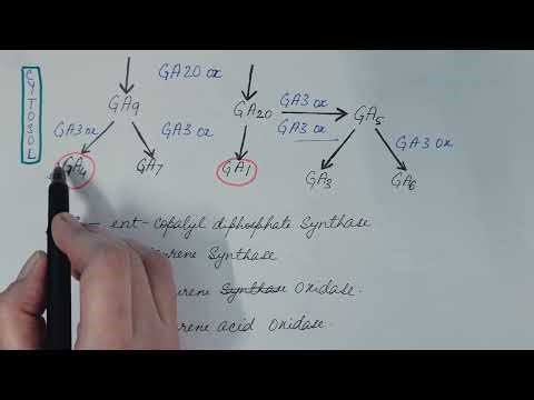 Biosynthesis of Gibberellin. Plant Physiology.