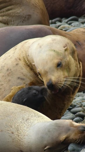 Celebrate National Cuddle Day with Adorable Baby Animals