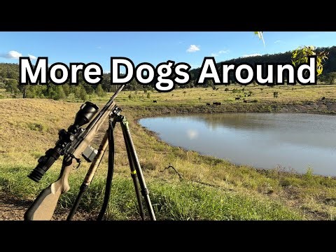 Looking For Dogs Again