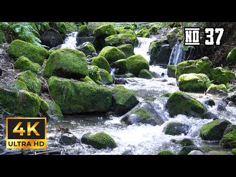 Moss & Relaxing Creek Waterfalls 💦 | Relaxing Forest Stream in 4K UHD