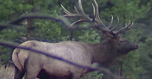 This Week in Fish and Wildlife: Forecast for upcoming hunting season