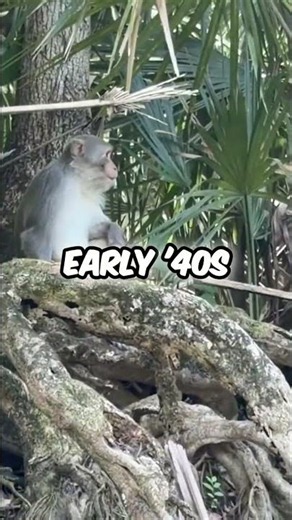 Silver Springs: A Haven for Diverse Wildlife #shorts