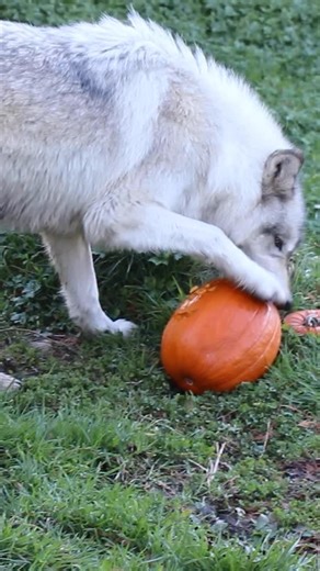 Happy Howloween! 🐺🎃 | Cougar Mountain Zoo
