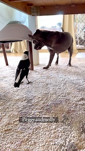 What to do on a Rainy Saturday Afternoon ? Create some mischief and Fun of course !! | Peggy and Molly