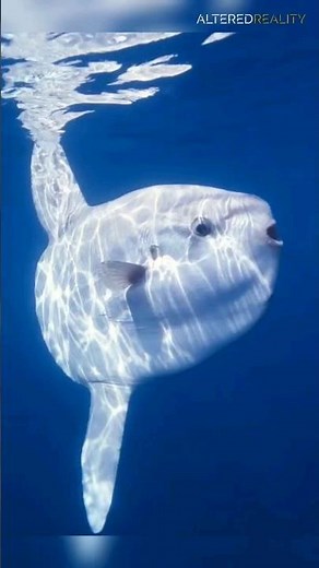 Sunfish - The Ocean's Mysterious Giant
